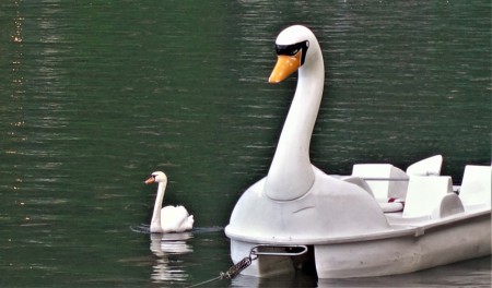 Original Schwan mit Plastik-Verwandtem